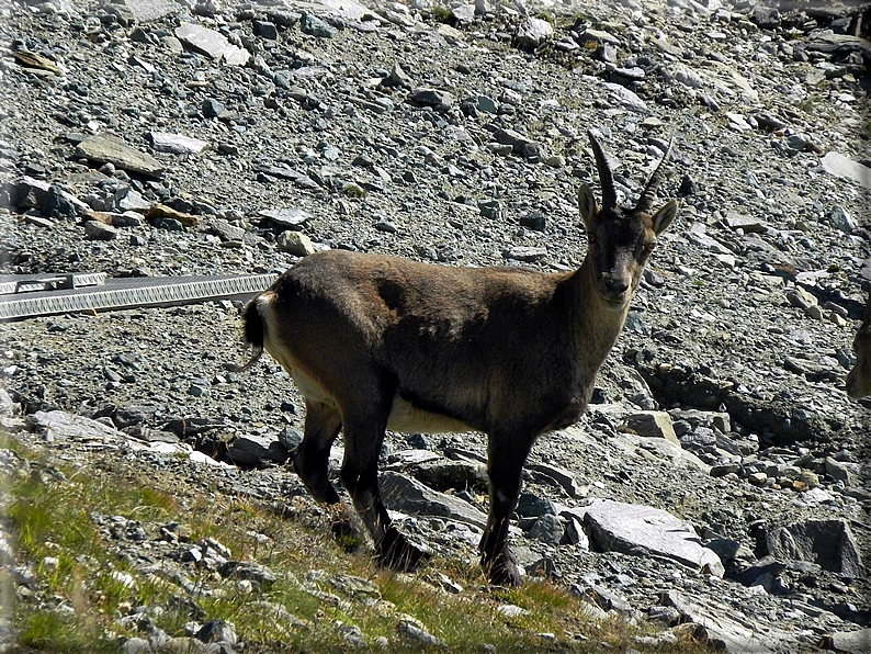 foto Passo dei Salati e Col d'Olen